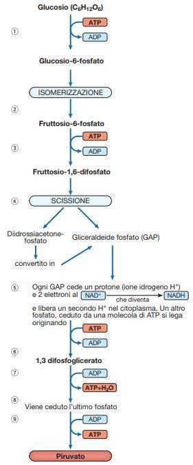 Diagramma che illustra la fermentazione batterica nell'intestino