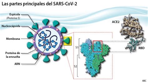 Schema della proteina Spike del SARS-CoV-2
