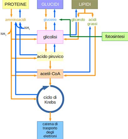 Schema del metabolismo dell'ademetionina