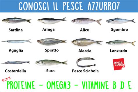 Varietà di pesce azzurro