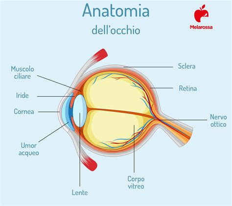 Occhio con ciglia che sfregano sulla cornea