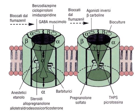 Schema del complesso recettoriale GABA-A con i siti di legame per GABA e benzodiazepine