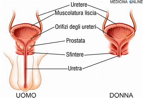Anatomia della prostata e dell'uretra maschile