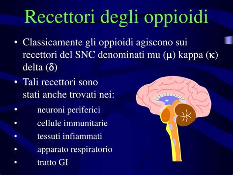 Diagramma dei recettori oppioidi nel cervello