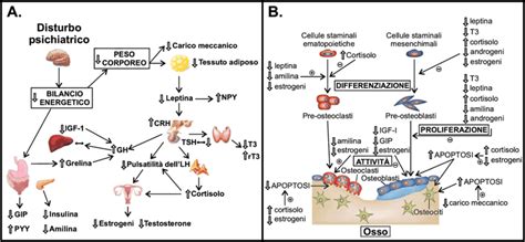 Diagramma che illustra le alterazioni endocrine nell'anoressia nervosa