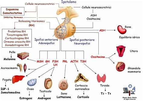 Schema che illustra la correlazione tra ormoni e disturbi alimentari