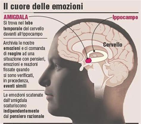 Diagramma che illustra le interconnessioni tra cervello, mente e comportamento