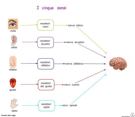 Infografica sul Profilo Sensoriale di un Bambino