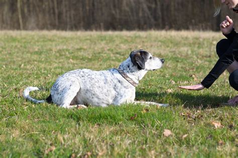 cane che impara un comando