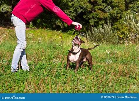 cane che gioca con il suo padrone in un parco