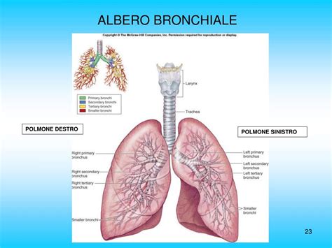 Struttura dell'albero bronchiale