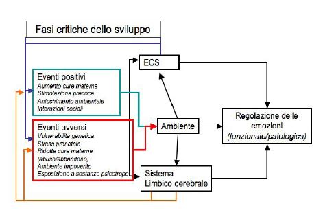 Rappresentazione grafica dell'invecchiamento cerebrale e delle sue fasi