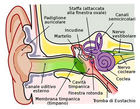Anatomia dell'orecchio interno con evidenza del sistema vestibolare