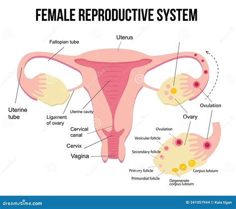 Illustrazione anatomica delle vie genitali femminili e maschili con evidenziate le aree a rischio di infezione da Candida