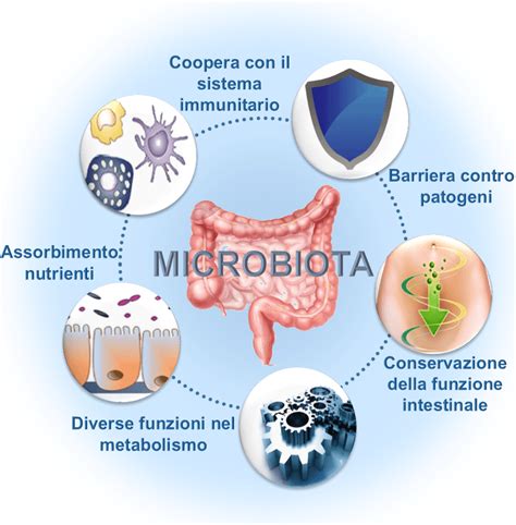 Schema che illustra l'equilibrio del microbiota intestinale e come uno squilibrio possa favorire la proliferazione della Candida