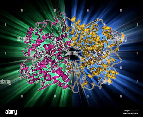 Rappresentazione molecolare dell'enzima AKT1