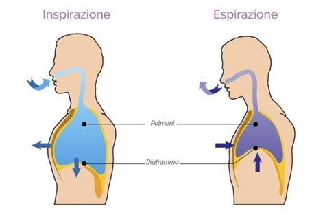 Schema che illustra la respirazione diaframmatica