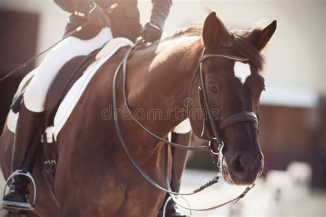 Illustrazione di una persona che tiene le redini di un cavallo