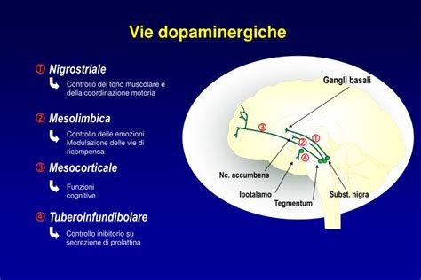 Schema delle vie dopaminergiche cerebrali