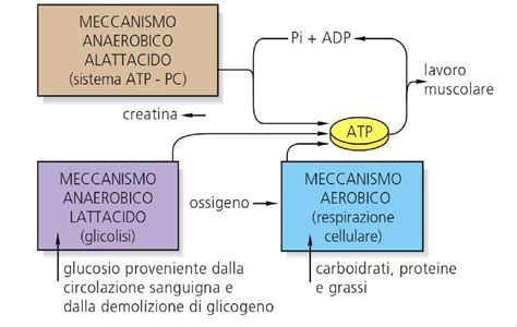 Diagramma del metabolismo dell'aloperidolo