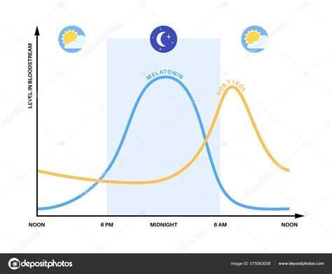 Diagramma che illustra il ciclo circadiano e la produzione di melatonina