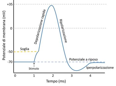 Grafico che confronta la durata d'azione e la velocità d'azione di varie benzodiazepine