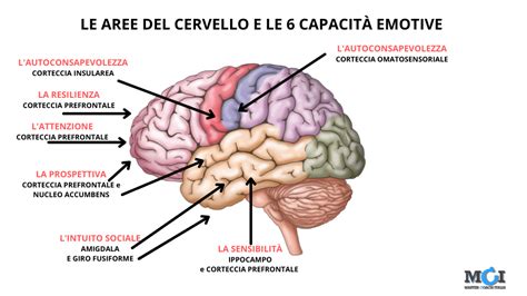 Schema del cervello con evidenziate le aree neurali