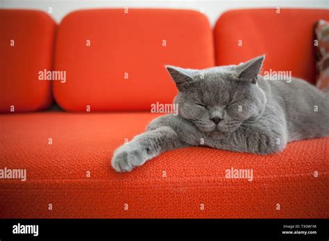 Gatto rilassato su un divano