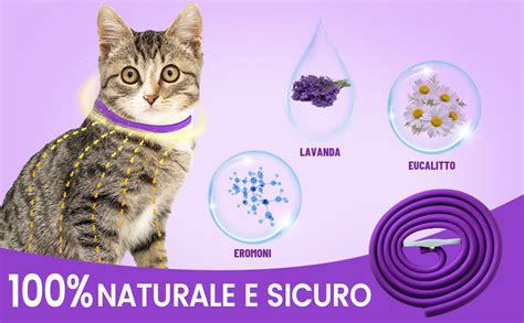 Infografica: Erbe e piante calmanti per gatti