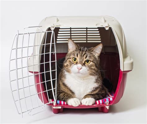 Gatto che entra in un trasportino aperto con giochi