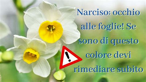 Foglie di Narciso con stelo
