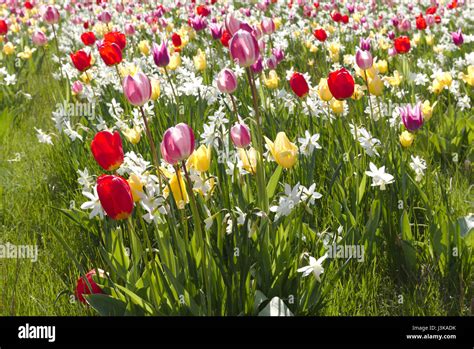 Composizione di Narcisi, Tulipani e Giacinti in aiuola