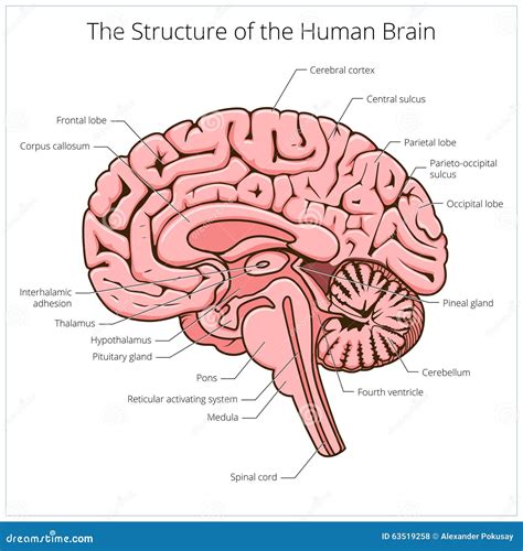 Struttura del cervello umano