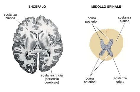 Diagramma della materia bianca e sostanza grigia nel cervello