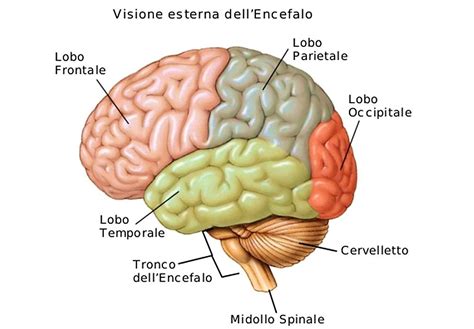 Diagramma del cervello umano che evidenzia i lobi frontali e il talamo