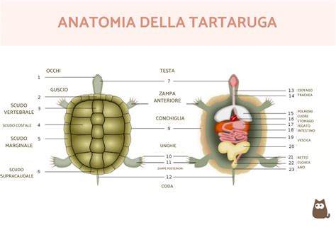 bambino che imita una tartaruga