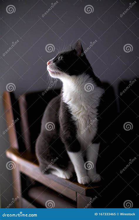 Gatto che osserva attentamente