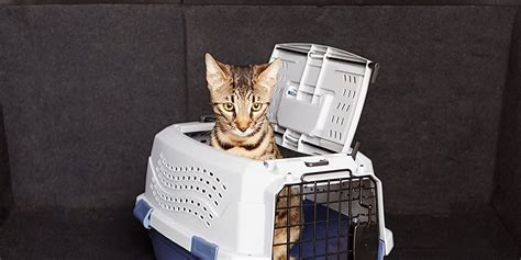 Gatto in un trasportino comodo