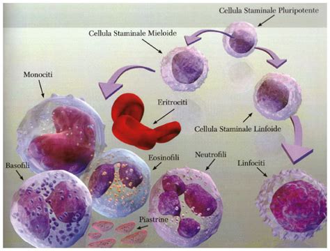 Diagramma che illustra la produzione di cellule del sangue nel midollo osseo, evidenziando globuli rossi, globuli bianchi e piastrine