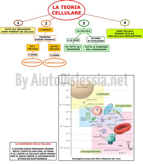 Diagramma concettuale della Teoria della Nascita Umana
