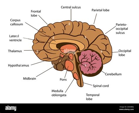 Anatomia del cervello umano con focus sull'ippocampo