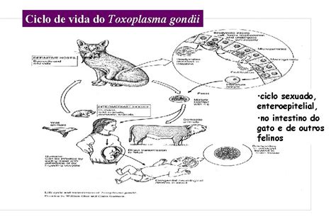 Ciclo vitale del Toxoplasma gondii