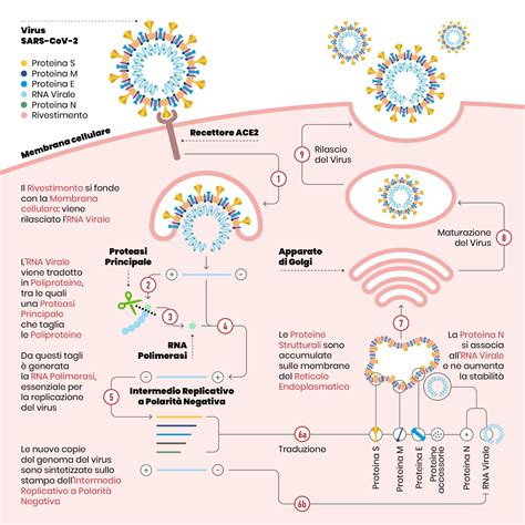 Diagramma che illustra il meccanismo d'azione del vaccino anti-HPV