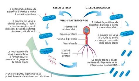 Diagramma del ciclo litico di un batteriofago