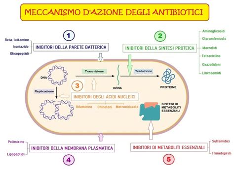 Schema del meccanismo di restrizione-modificazione batterico