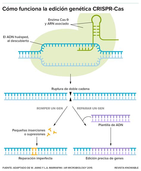 Schema del sistema CRISPR-Cas