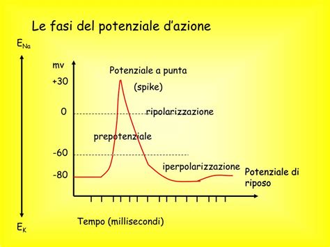 Grafico che illustra le fasi della schizofrenia