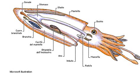 Immagine artistica di una seppia con nuvole d'inchiostro