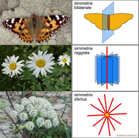 Schema che illustra l'applicazione della simmetria in un modello FEA