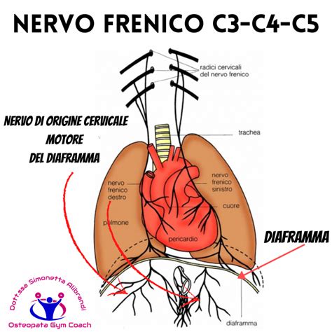 Diagramma anatomico del diaframma e del nervo frenico